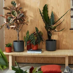 Elho Pot B.for soft rond anthracite - Déco réussie en 1 geste