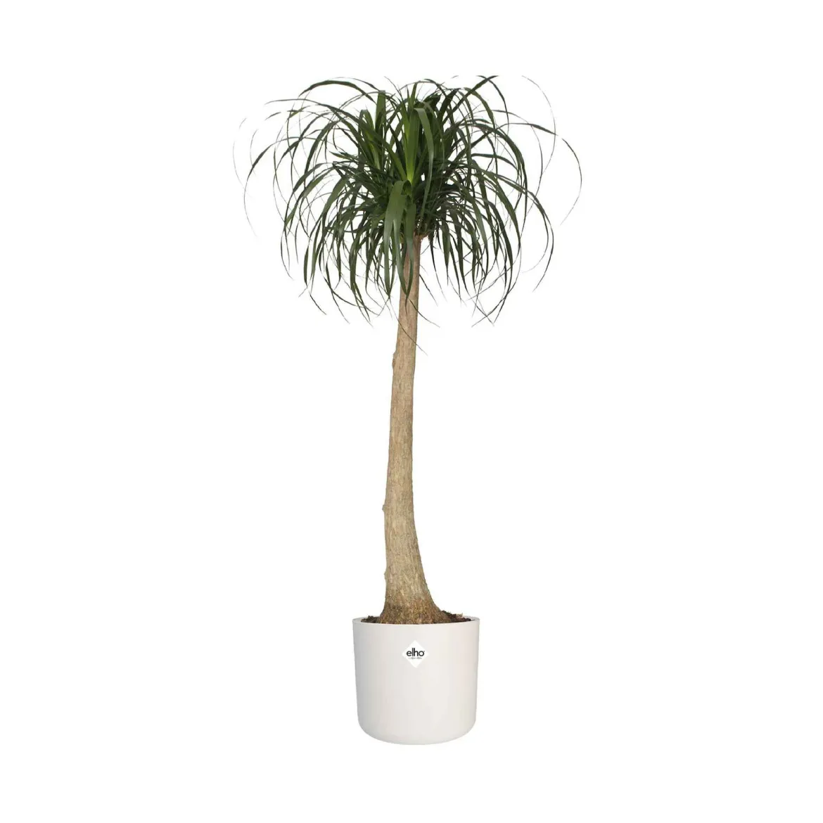 Elho Pot B.for soft rond blanc - Déco blanche en 1 geste