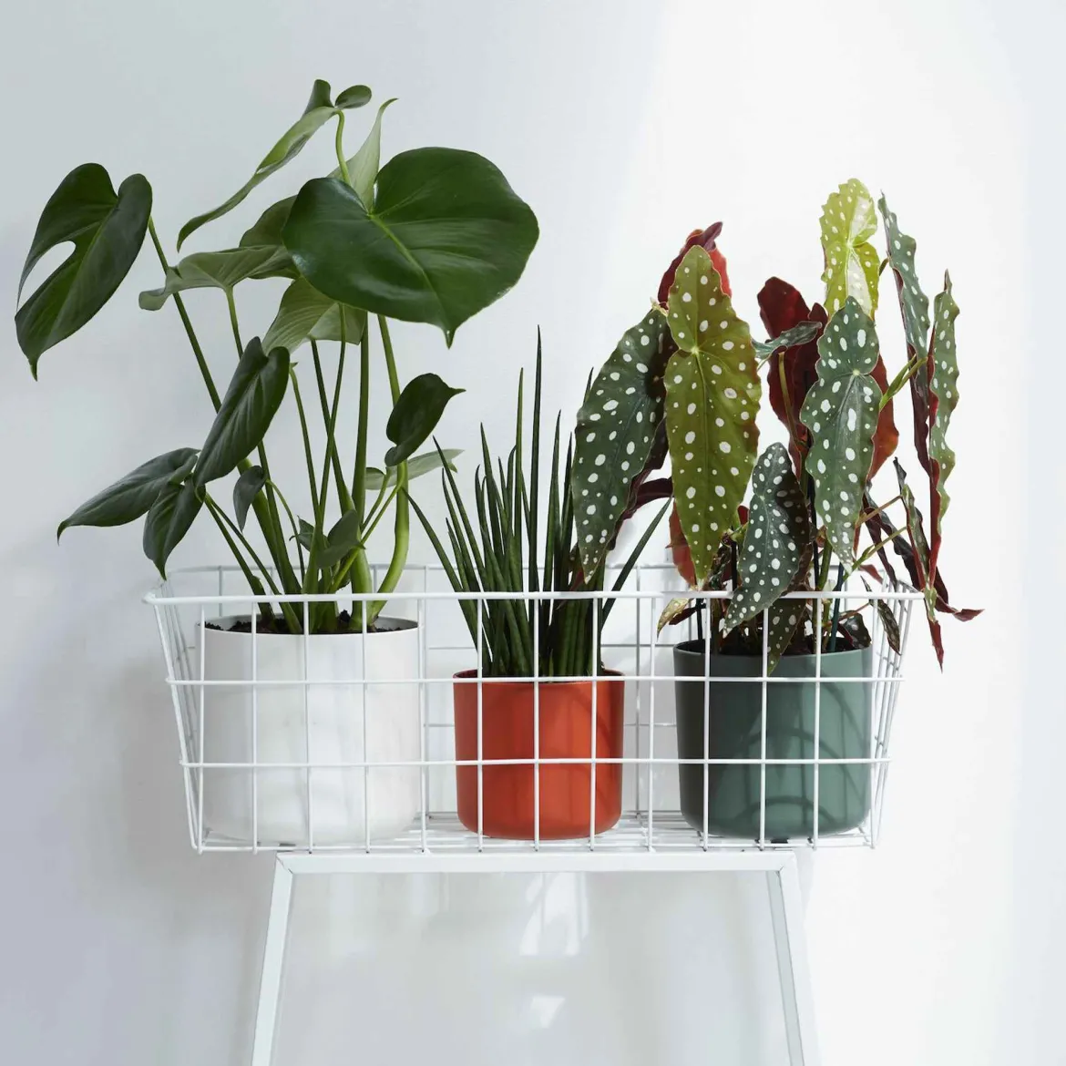 Elho Pot B.for soft rond blanc - Déco blanche en 1 geste