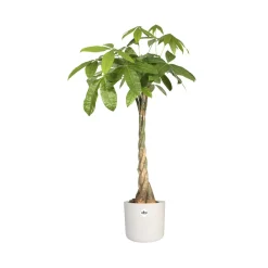 Elho Pot B.for soft rond blanc - Déco blanche en 1 geste
