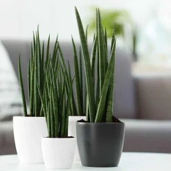 Elho Pot Brussels rond anthracite - Style anthracite chez vous