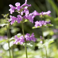 Epiaire à grandes fleurs Superba Bétoine Superba - Un tapis mauve tout l'été