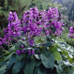 Epiaire à grandes fleurs Superba Bétoine Superba - Un tapis mauve tout l'été