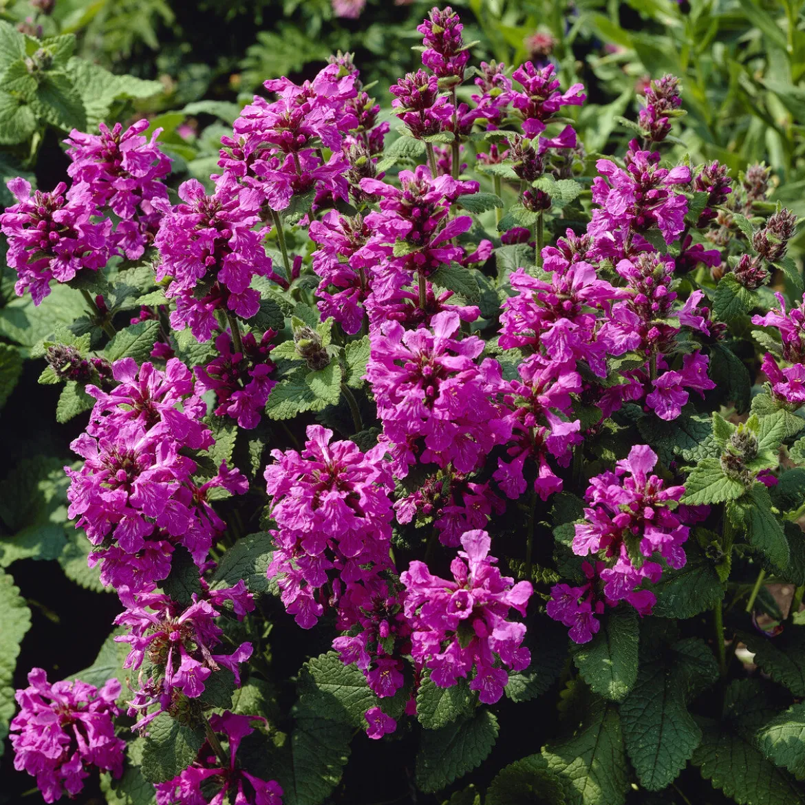 Epiaire à grandes fleurs Superba Bétoine Superba - Un tapis mauve tout l'été