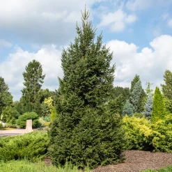 Epicéa commun - L'arbre roi des sapins