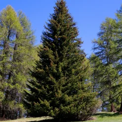 Epicéa commun - L'arbre roi des sapins