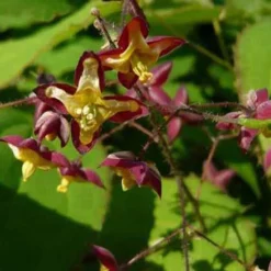 Epimedium des Alpes - Le tapis fleuri des coins ombragés