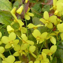 Epimedium Frohnleiten - Le sol nu enfin habillé