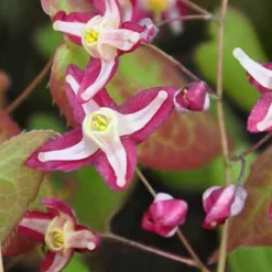 Epimedium Galadriel - L'ombre enfin fleurie