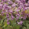 Epimedium à grandes fleurs Lilafee - L'ombre enfin fleurie
