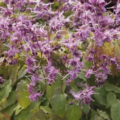 Epimedium à grandes fleurs Lilafee - L'ombre enfin fleurie