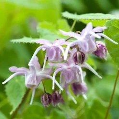 Epimedium à grandes fleurs - L'ombre enfin fleurie