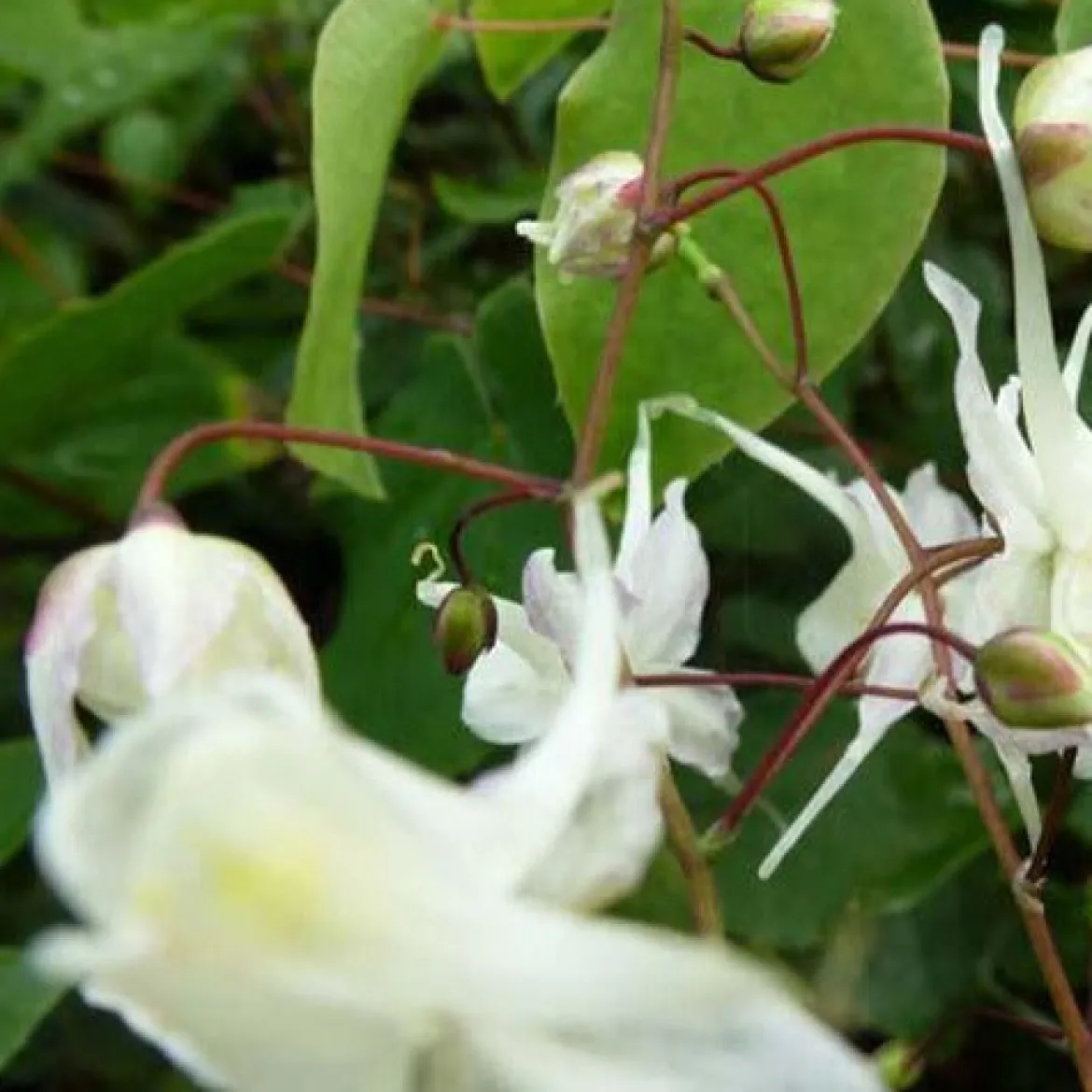 Epimedium à grandes fleurs - L'ombre enfin fleurie