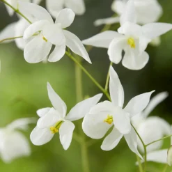 Epimedium Niveum - L'ombre enfin fleurie
