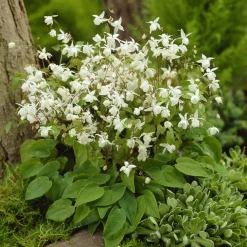 Epimedium Niveum - L'ombre enfin fleurie