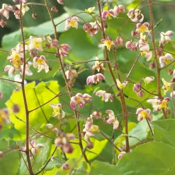 Epimedium pubigerum - Le couvre-sol qui aime l'ombre