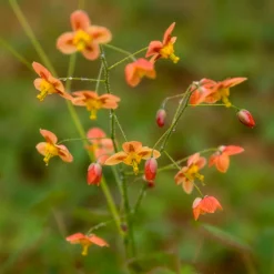 Epimedium pubigerum Orangekonigin - L'ombre enfin fleurie