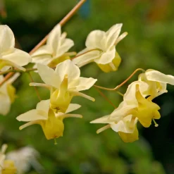 Epimedium Sulphureum - L'ombre enfin fleurie