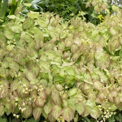 Epimedium Sulphureum - L'ombre enfin fleurie