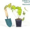 Epimedium warleyense - Le sous-bois enfin fleuri