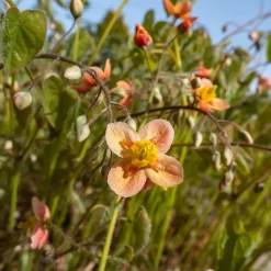 Epimedium warleyense - Le sous-bois enfin fleuri