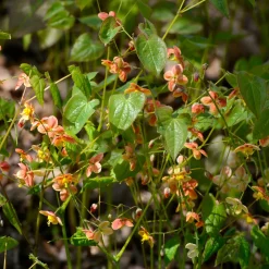 Epimedium warleyense - Le sous-bois enfin fleuri