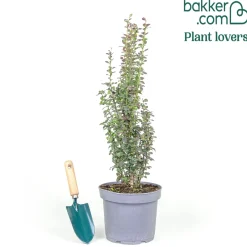 Epine-vinette de Thunberg Helmond Pillar - La colonne rouge du jardin