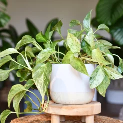 Epipremnum aureum - Cascade verte sans effort