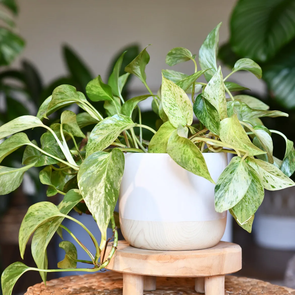 Epipremnum aureum - Cascade verte sans effort