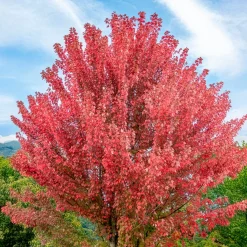 Erable de Freeman Autumn Blaze - Un automne rouge feu garanti
