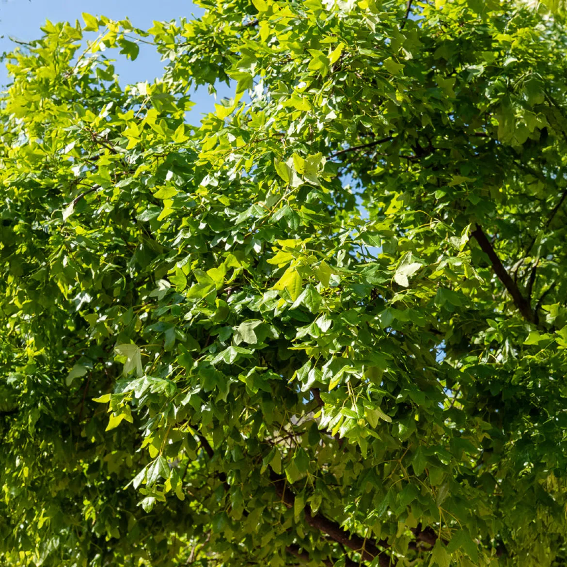 Erable de Montpellier - L'arbre qui résiste à tout