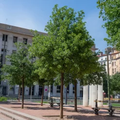 Erable de Montpellier - L'arbre qui résiste à tout