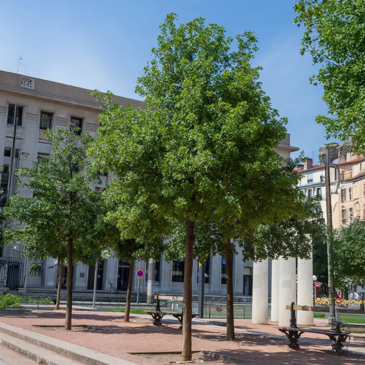 Erable de Montpellier - L'arbre qui résiste à tout