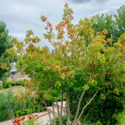 Erable du fleuve Amour - Un feu rouge en automne