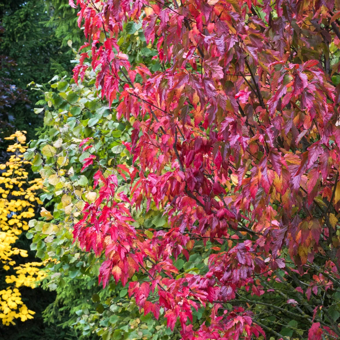 Erable du fleuve Amour - Un feu rouge en automne