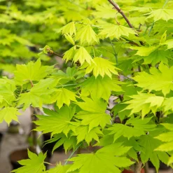 Erable du Japon doré - Un feuillage doré tout l'été