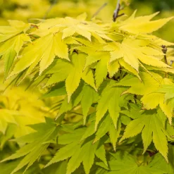 Erable du Japon Jordan - Un feuillage doré éclatant