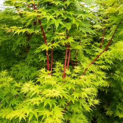 Erable du Japon Sango-kaku - Un arbre qui brille l'hiver