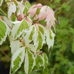 Erable à feuilles de frêne - Un feuillage rose dès le printemps