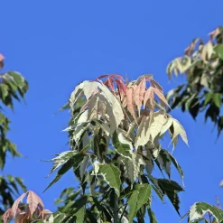 Erable à feuilles de frêne - Un feuillage rose dès le printemps