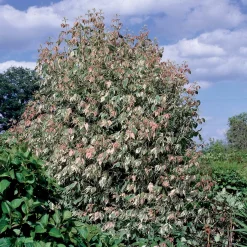 Erable à feuilles de frêne - Un feuillage rose dès le printemps
