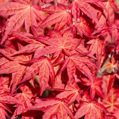 Erable japonais 'Beni-maiko' - Un feu rouge au jardin