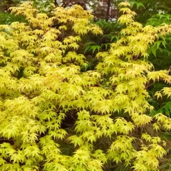 Erable japonais 'Katsura' - Le feuillage qui change 3 fois