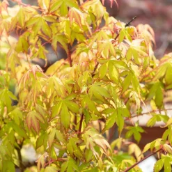 Erable japonais 'Katsura' - Le feuillage qui change 3 fois