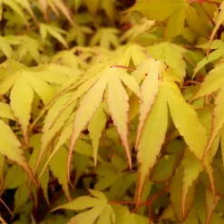 Erable japonais 'Katsura' - Le feuillage qui change 3 fois