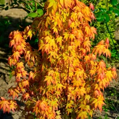Erable japonais 'Katsura' - Le feuillage qui change 3 fois