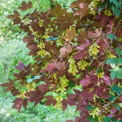 Erable sycomore Atropurpureum - Un feuillage à double face
