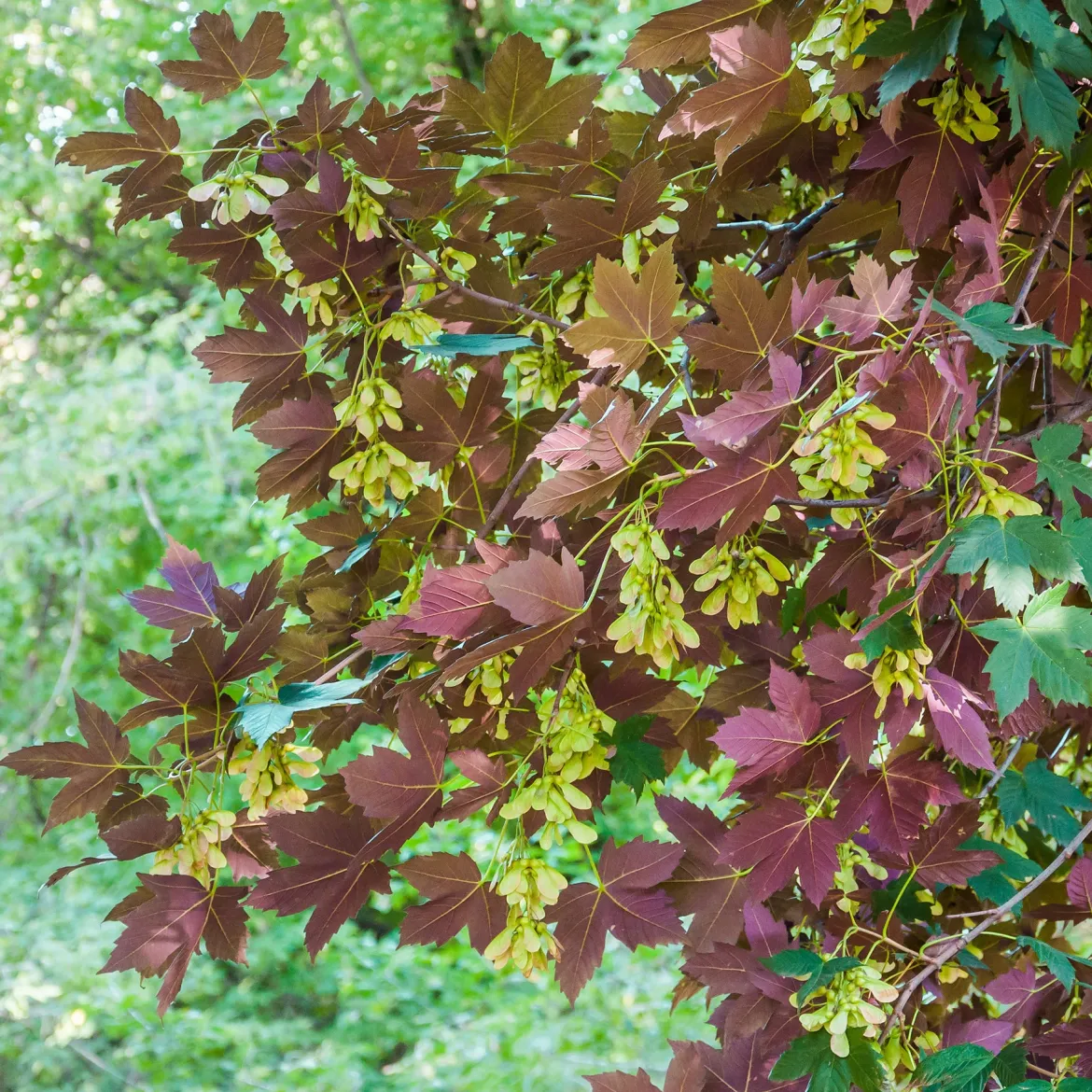 Erable sycomore Atropurpureum - Un feuillage à double face