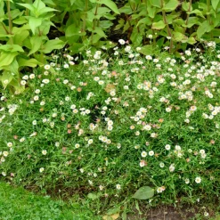 Erigeron karvinskianus 'Profusion' - Fleurit tout l'été sans effort