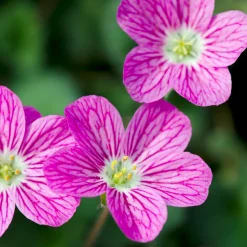 Erodium variabile 'Bishop's Form' - Un tapis de fleurs tout l'été